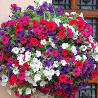 Dekorly Flower seeds for Planting - Fragrant Blossoms, Heirloom & GMO Free Seeds for Home Garden