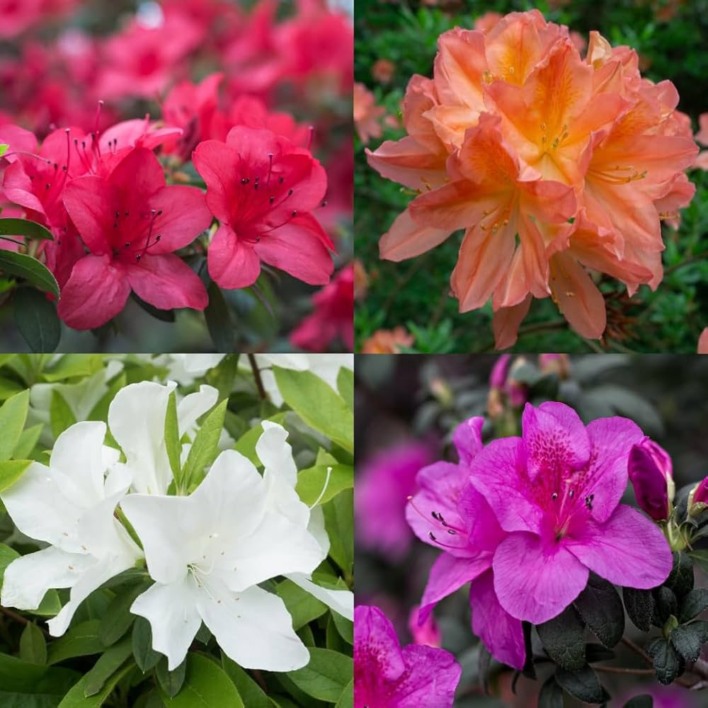 Azalea Rhododendron Flower seeds for Planting Easy to Grow Heirloom & GMO Free Seeds for Home Garden