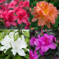Azalea Rhododendron Flower seeds for Planting Easy to Grow Heirloom & GMO Free Seeds for Home Garden
