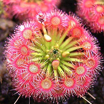 Red Yellow Sundew Flower seeds for Planting Sun Loving Heirloom & GMO Free Seeds for Home Garden 
 
 Sale for planting in home garden