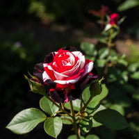 Cream Red Spirit Rose Seeds for Planting