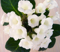 White Gloxinia Flower Seeds Flower seeds for Planting Bright Blooms Heirloom & GMO Free Seeds for Home Garden