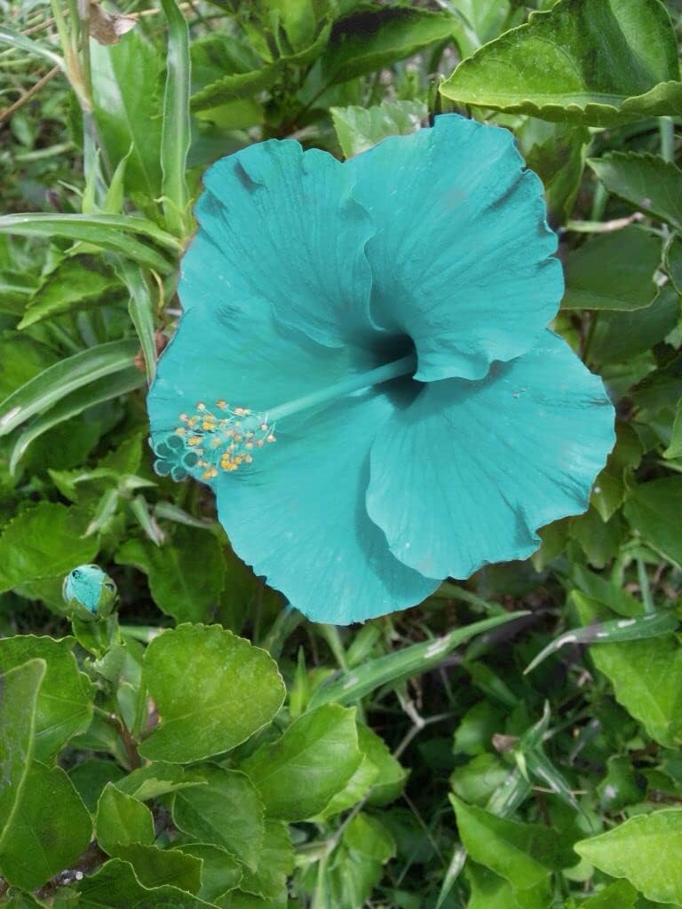 Sea Blue Hibiscus Flower Seeds for Planting – Heirloom NonGMO BorderFriendly Organic Garden Seeds with High Germination
 
 Sale