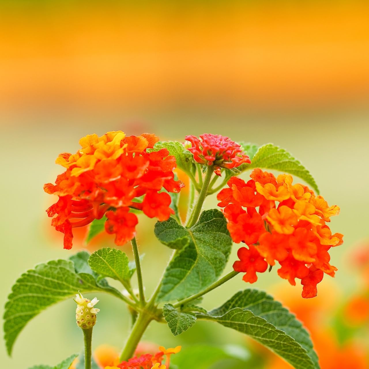 Orange Lantana Flower Seeds for Planting Colorful Display Heirloom & GMO Free Seeds for Home Garden
 
 Sale