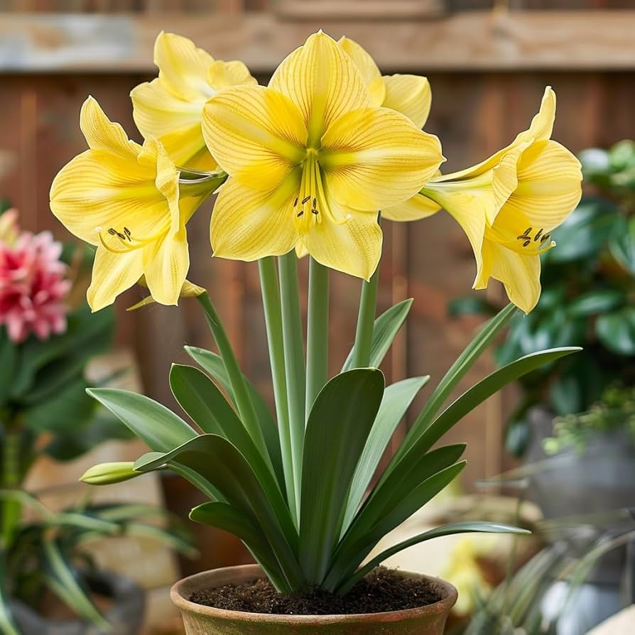 Yellow Amaryllis Flower Seeds Wildflower Mix Heirloom & GMO Free Seeds for Home Garden
 
 Sale