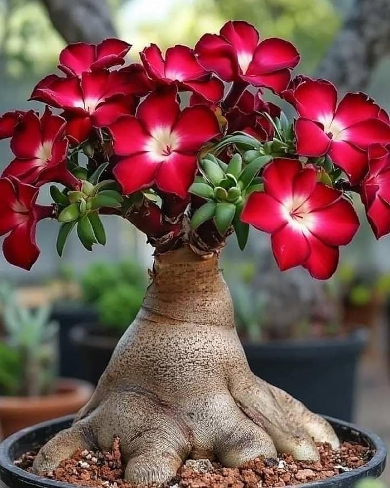 Red Adenium Obesum Flower Planting Seeds - Vibrant Desert Rose Seeds for Your Garden