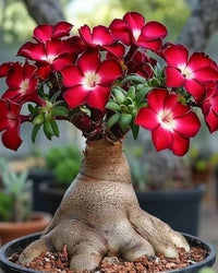 Red Adenium Obesum Flower Planting Seeds - Vibrant Desert Rose Seeds for Your Garden