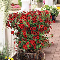Heirloom Velour Petunia Flower seeds for Planting Pollinator Friendly Heirloom & GMO Free Seeds for Home Garden