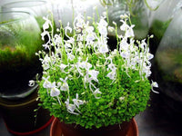 Utricularia Sandersonii Flower Seeds – Heirloom Non-GMO Hardy Blooms for Home & Garden Planting
