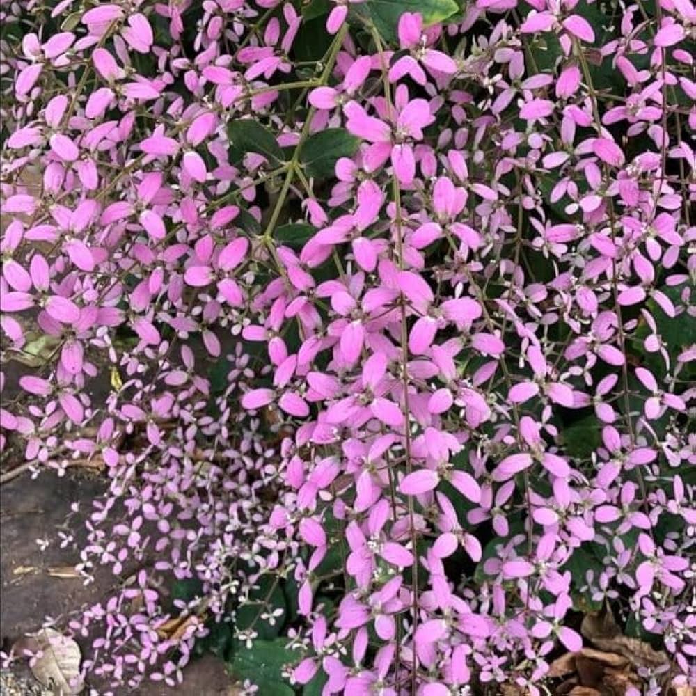 Shower Orchid or Wooly Congea or Congea Tomentosa Flower seeds for Planting - Sun Loving, Heirloom & GMO Free Seeds for Home Garden