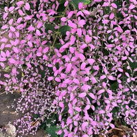 Shower Orchid or Wooly Congea or Congea Tomentosa Flower seeds for Planting - Sun Loving, Heirloom & GMO Free Seeds for Home Garden
