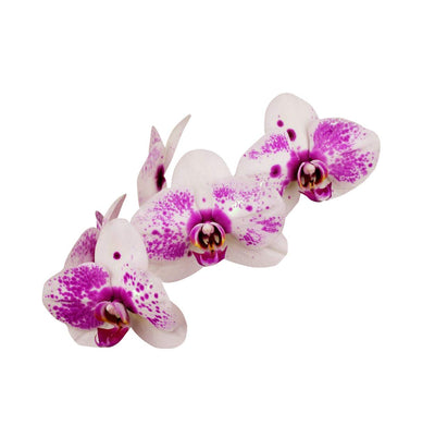 100 Pcs