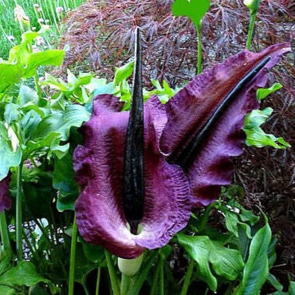 Amorphophallus Flower seeds for Planting Drought Tolerant Heirloom & GMO Free Seeds for Home Garden 
 
 Sale
