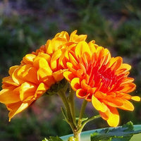Yellow Red Chrysanthemum Flower seeds for Planting - Bright Blooms, Heirloom & GMO Free Seeds for Home Garden