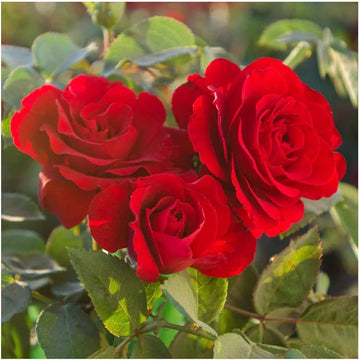 Red Away Rose Flower Seeds for Planting Sun Loving Heirloom & GMO Free Seeds for Home Garden
 
 Sale