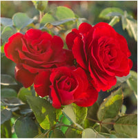 Dark Red Holland Rose Flower Seeds for Planting Heirloom NONGMO HighQuality Seeds 
 
 Sale