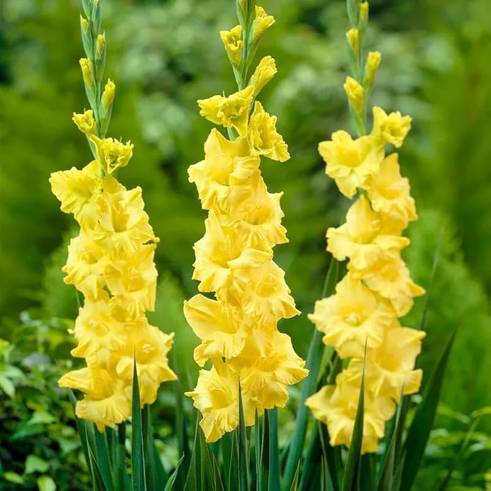 Light Yellow Gladiolus Flower Seeds for Planting Drought Tolerant Heirloom & GMO Free Seeds for Home Garden
 
 Sale