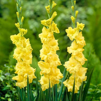 Light Yellow Gladiolus Flower Seeds for Planting Drought Tolerant Heirloom & GMO Free Seeds for Home Garden
 
 Sale