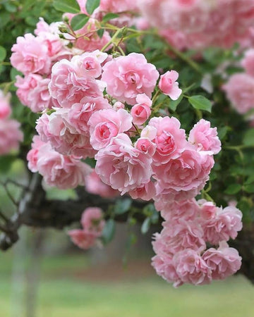 Pale Pink Rose Flower Seeds for Planting Long Bloom Season Heirloom & GMO Free Seeds for Home Garden
 
 Sale