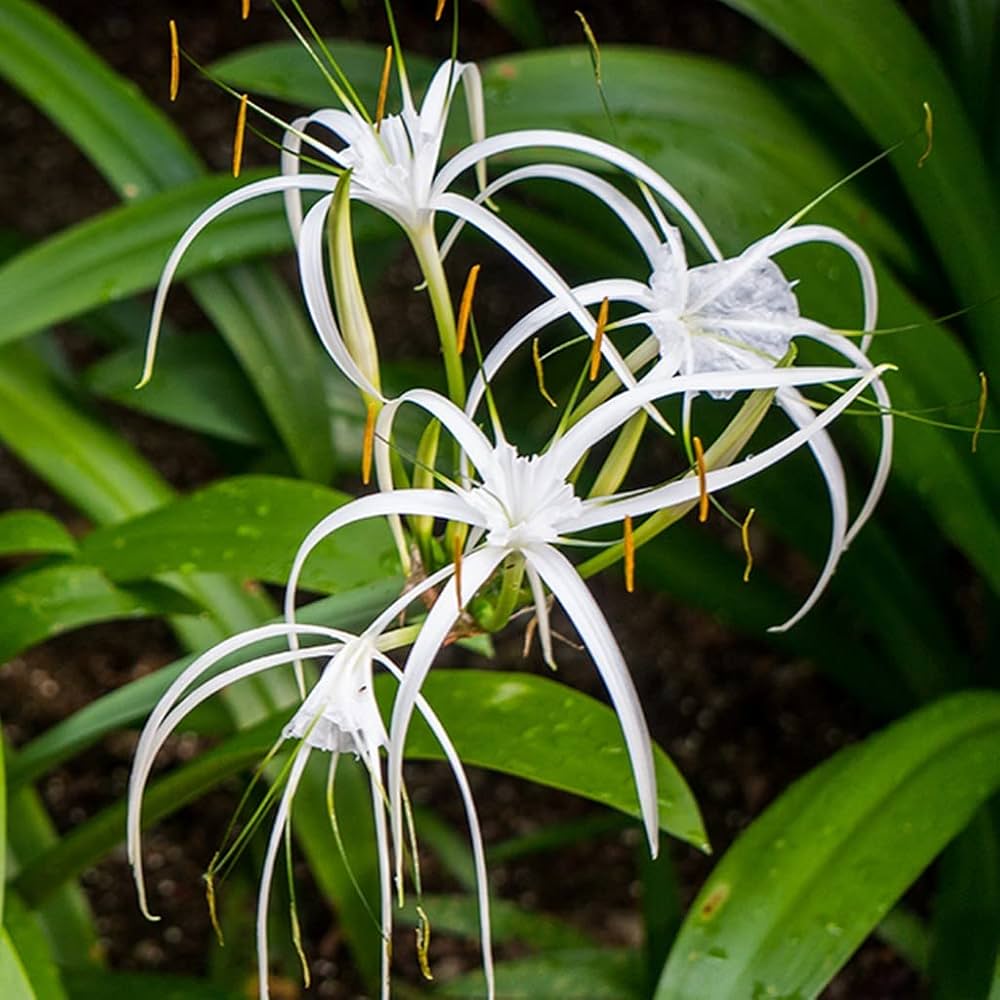 White Crinum Flower seeds for Planting - Easy to Grow, Heirloom & GMO Free Seeds for Home Garden