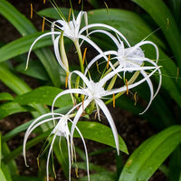 White Crinum Flower seeds for Planting - Easy to Grow, Heirloom & GMO Free Seeds for Home Garden
