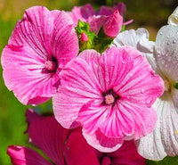 Lavatera Flower seeds for Planting - Low Maintenance, Heirloom & GMO Free Seeds for Home Garden