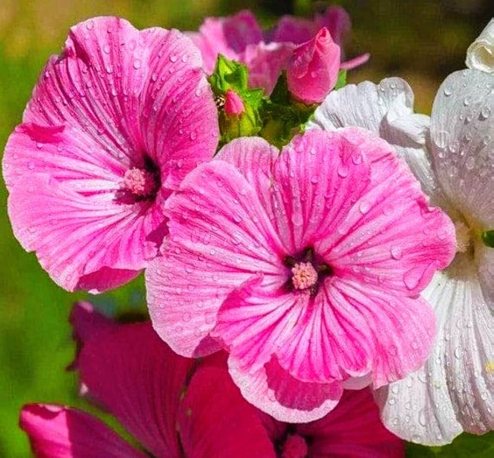 Pink Trimestris Flower seeds for Planting Wildflower Mix Heirloom & GMO Free Seeds for Home Garden
 
 Sale