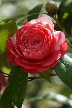 White Red Camellia Flower Seeds for Planting Low Maintenance Heirloom & GMO Free Seeds for Home Garden
 
 Sale