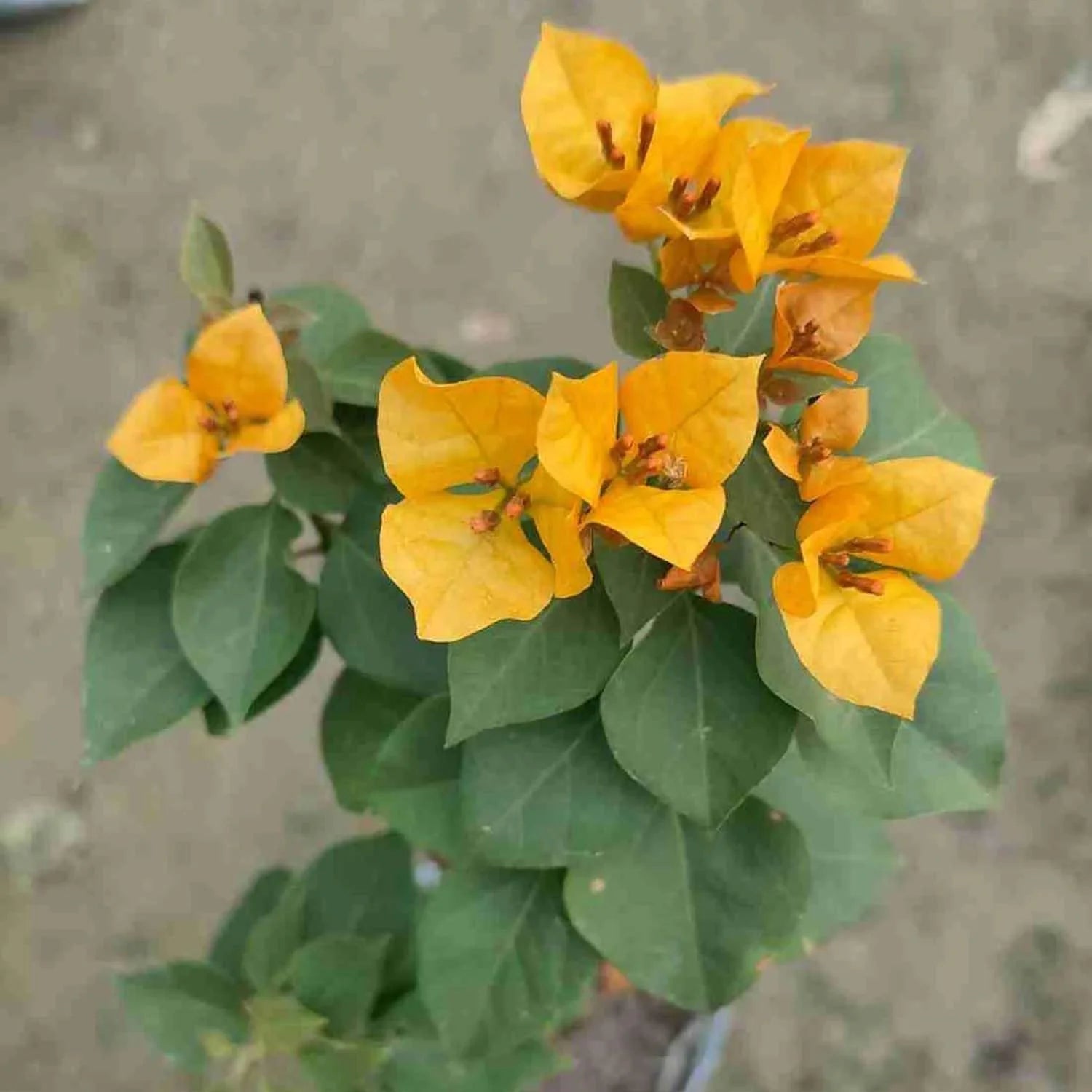 Yellow Bougainvillea Flower seeds for Planting - Pollinator Friendly, Heirloom & GMO Free Seeds for Home Garden