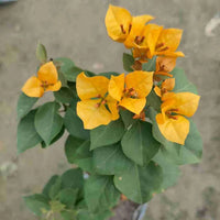 Yellow Bougainvillea Flower seeds for Planting - Pollinator Friendly, Heirloom & GMO Free Seeds for Home Garden