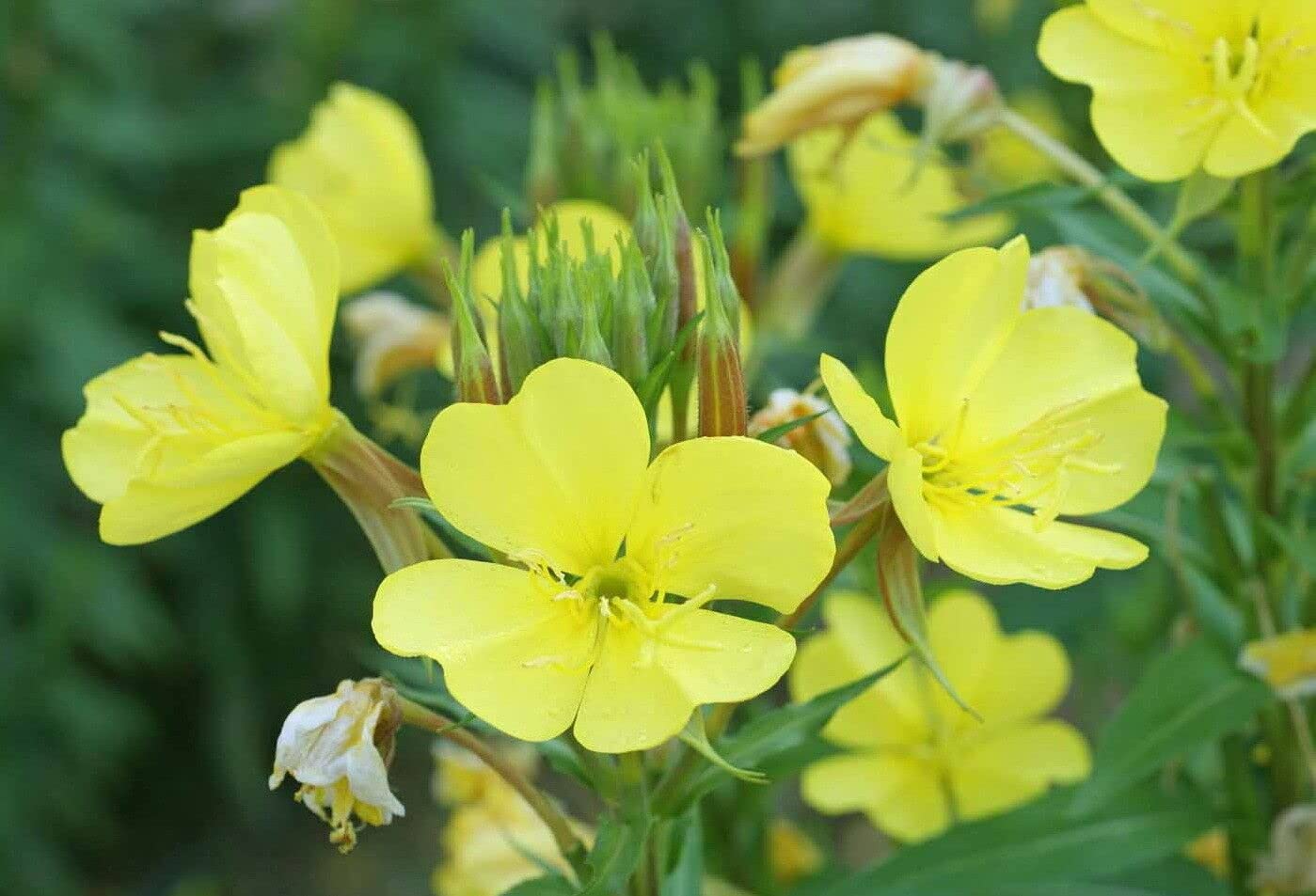 Evening Primrose Seeds – Pale Yellow Re-Seeding Annual Flower