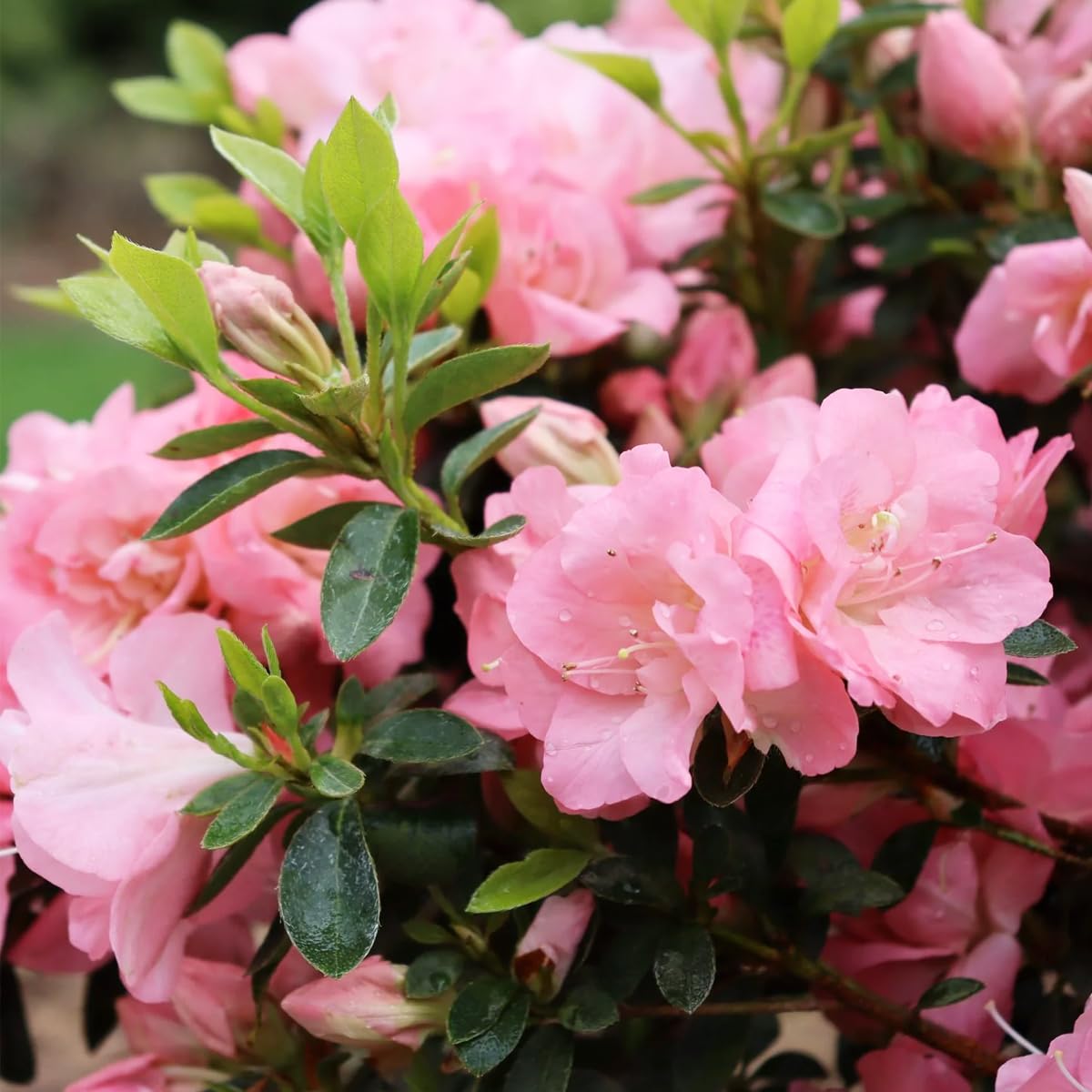 Baby Pink Simsii Bonsai Seeds for Planting Long Bloom Season Heirloom & GMO Free Seeds for Home Garden
 
 Sale