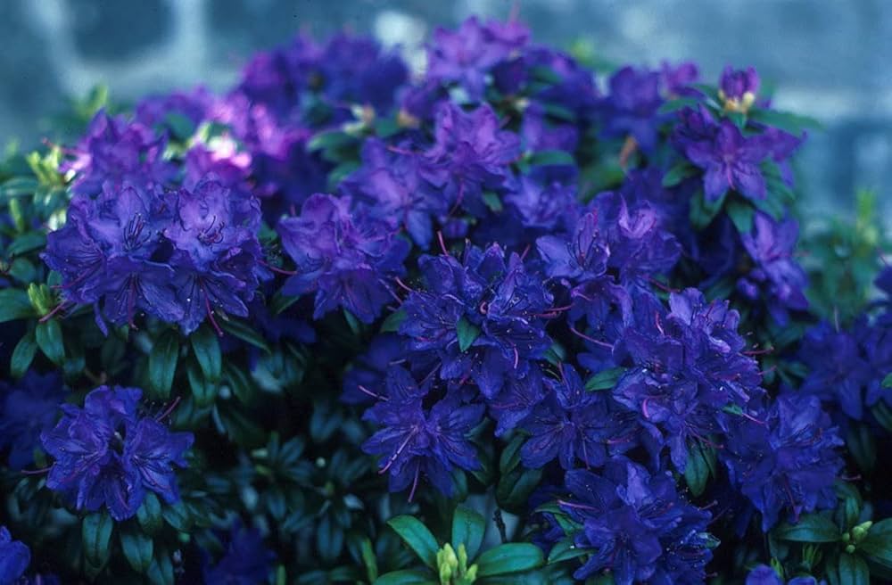 Blue Purple Azalea Flower Seeds for Planting Long Bloom Season Heirloom & GMO Free Seeds for Home Garden
 
 Sale