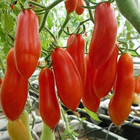 Banana Tomato Solanum lycopersicum Seeds for Planting in Vegetable Patch and Home Garden
