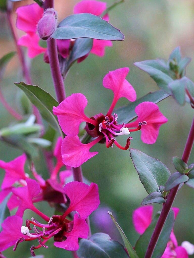 Purple Elegant Clarkia Flower seeds for Planting - Fragrant Blossoms, Heirloom & GMO Free Seeds for Home Garden