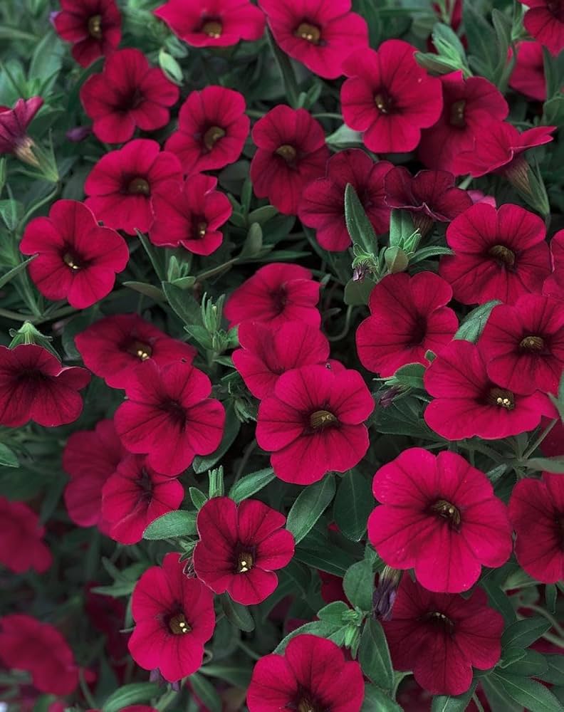 Burgundy Petunia Dreams Seeds for Planting Hanging Baskets Urban Garden