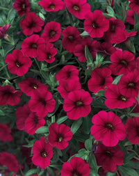 Burgundy Petunia Dreams Seeds for Planting Hanging Baskets Urban Garden