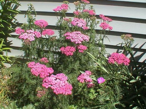 Achillea Cerise Queen Yarrow Flower Seeds for Bright Pink Blooms