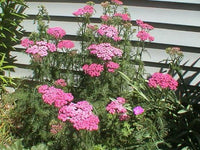 Achillea Cerise Queen Yarrow Flower Seeds for Bright Pink Blooms