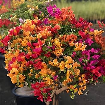 Mixed Color Bougainvillea Flower Seeds for Planting Hardy Variety Heirloom & GMO Free Seeds for Home Garden  Sale