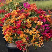 Mixed Color Bougainvillea Flower Seeds for Planting Hardy Variety Heirloom & GMO Free Seeds for Home Garden  Sale