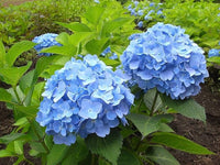 Deep Blue Hydrangea Flower seeds for Planting - Premium Quality, Heirloom & GMO Free Seeds for Home Garden