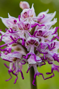 Purple Dracula Flower seeds for Planting - Wildflower Mix, Heirloom & GMO Free Seeds for Home Garden