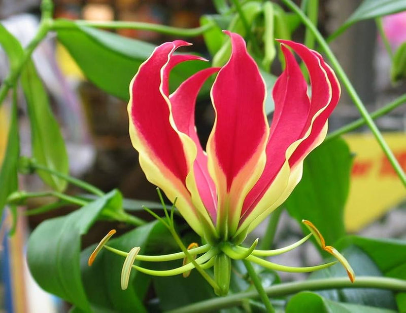 Red Yellow Gloriosa Rothschildiana Flower seeds for Planting - Fragrant Blossoms, Heirloom & GMO Free Seeds for Home Garden