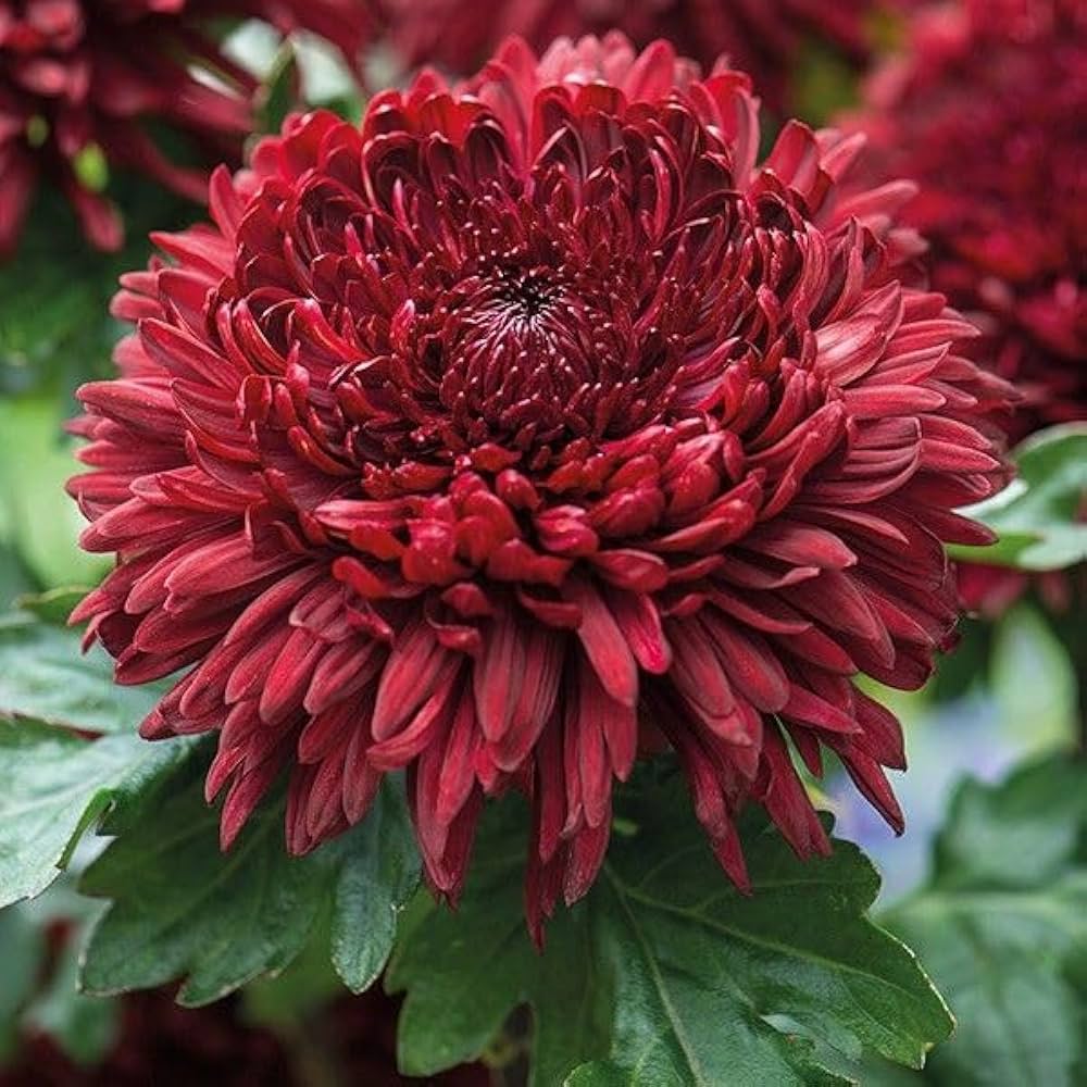 Maroon Red Chrysanthemum Flower seeds for Planting - Wildflower Mix, Heirloom & GMO Free Seeds for Home Garden