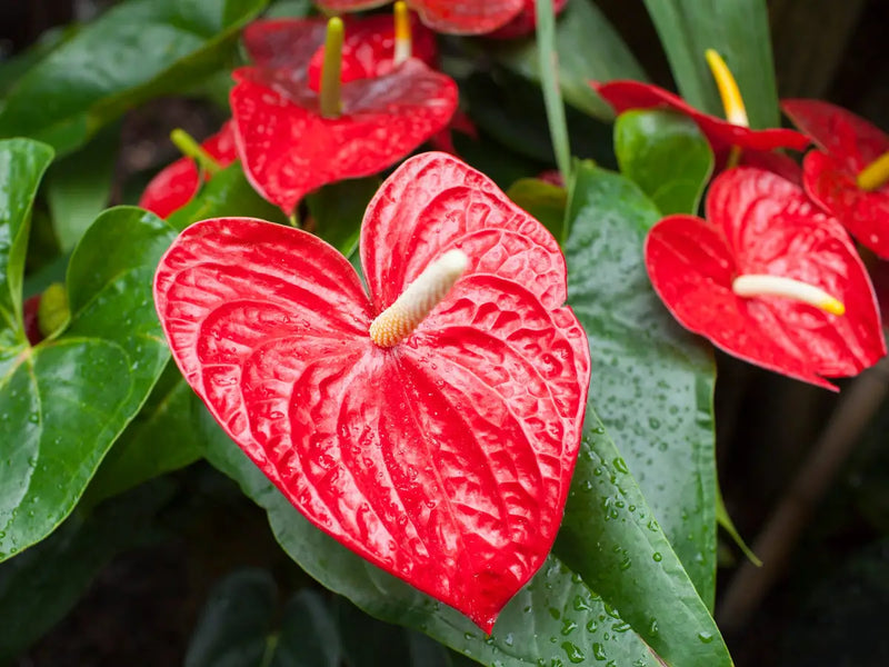 Anthurium Flower seeds for Planting - Fragrant Blossoms, Heirloom & GMO Free Seeds for Home Garden