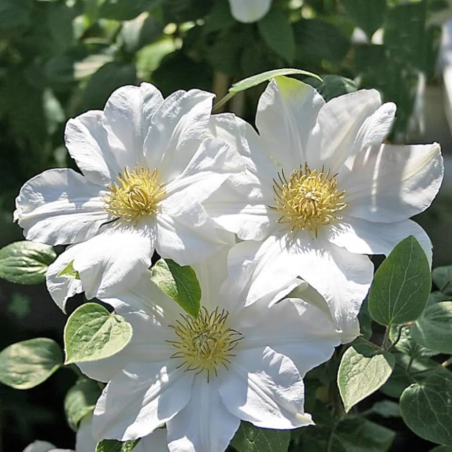 White Clematis Flower seeds for Planting - Compact Growth, Heirloom & GMO Free Seeds for Home Garden