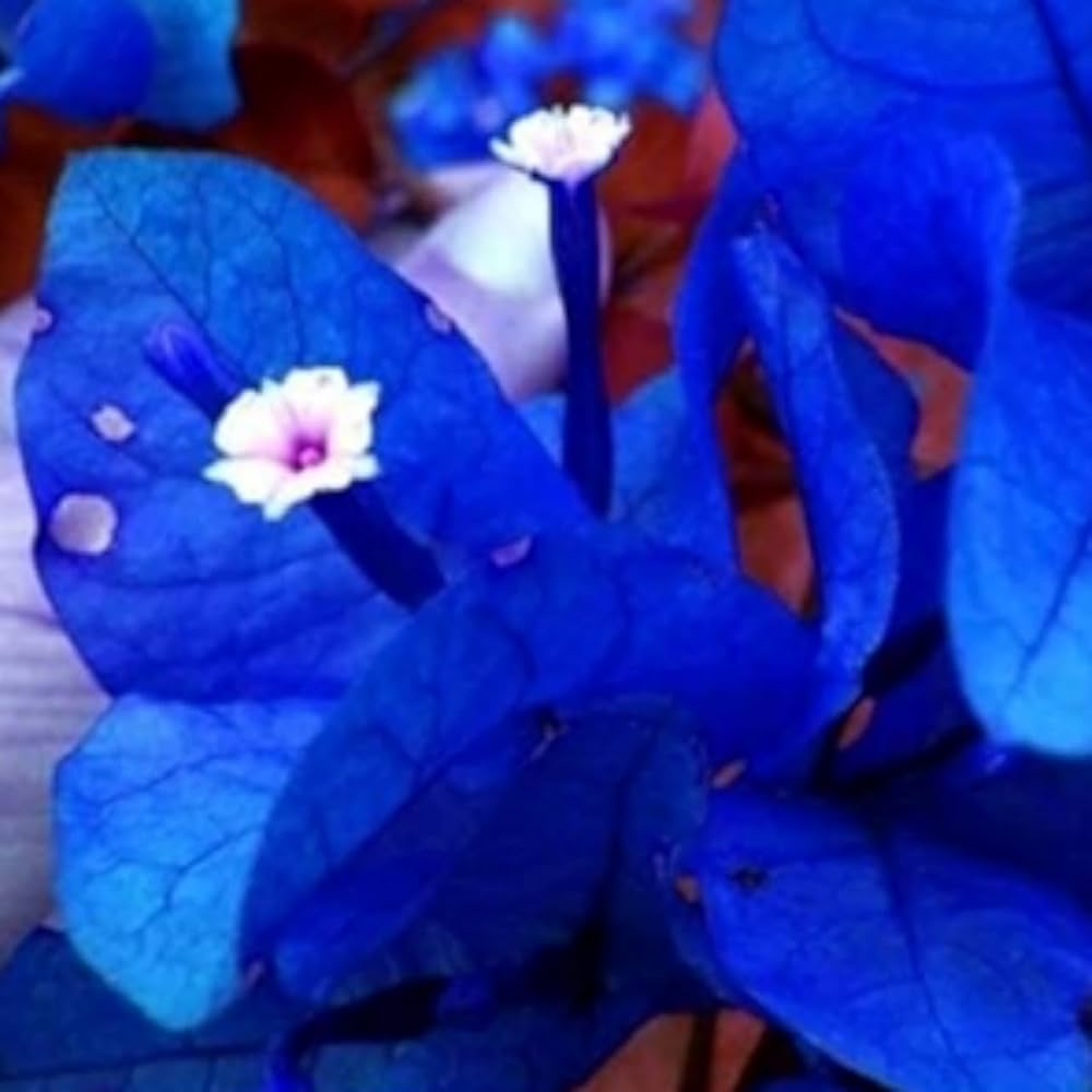 Blue Spectabilis Flower seeds for Planting - Garden Favorite, Heirloom & GMO Free Seeds for Home Garden