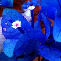 Blue Spectabilis Flower seeds for Planting - Garden Favorite, Heirloom & GMO Free Seeds for Home Garden
