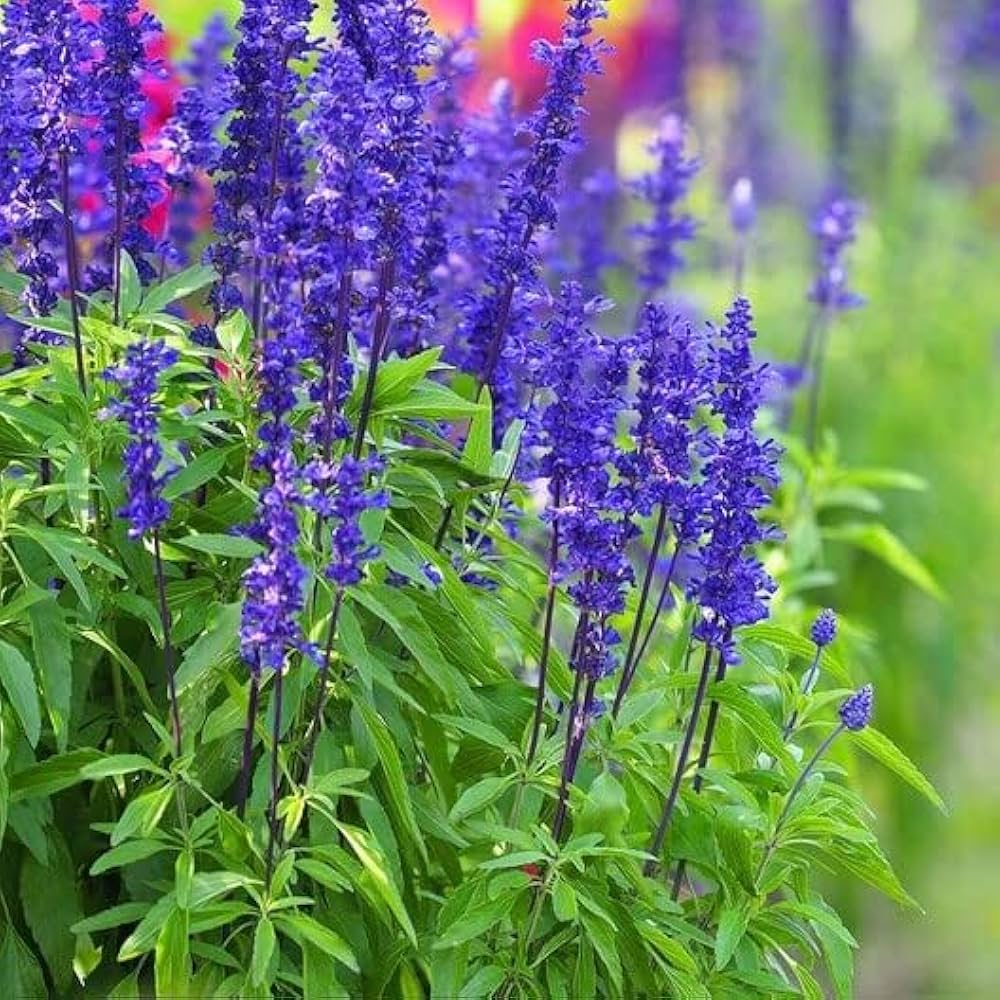 Sage Flower seeds for Planting Easy to Grow Heirloom & GMO Free Seeds for Home Garden
